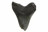 Fossil Megalodon Tooth - South Carolina #214747-1